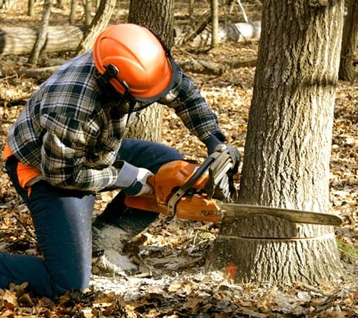 Tree Removal in Saint Helena, NE